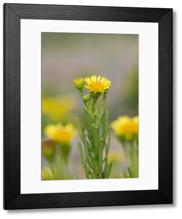 Framed Print : Picture No. 10893043 Framed Print : Picture No. 10893043