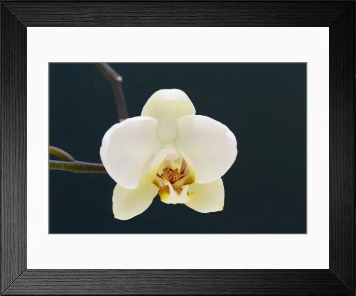 Framed Print : Picture No. 10893042 Framed Print : Picture No. 10893042