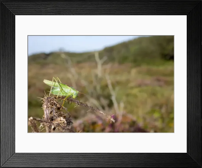 Framed Print : Picture No. 10893047 Framed Print : Picture No. 10893047