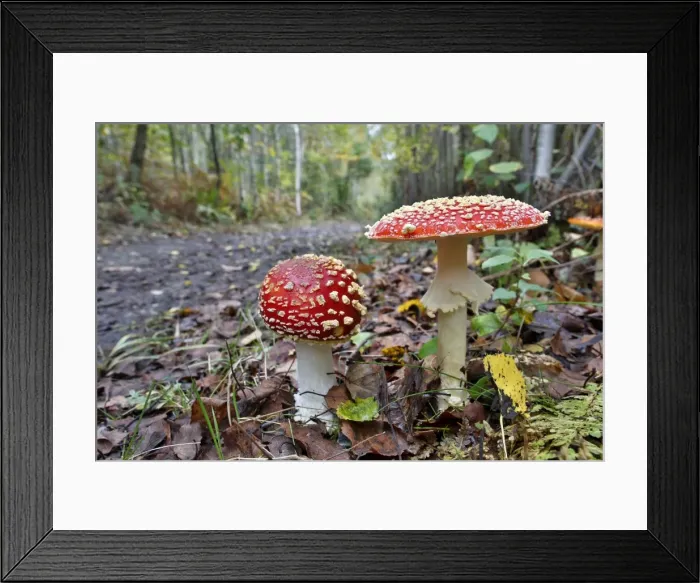 Framed Print : Picture No. 10893036 Framed Print : Picture No. 10893036