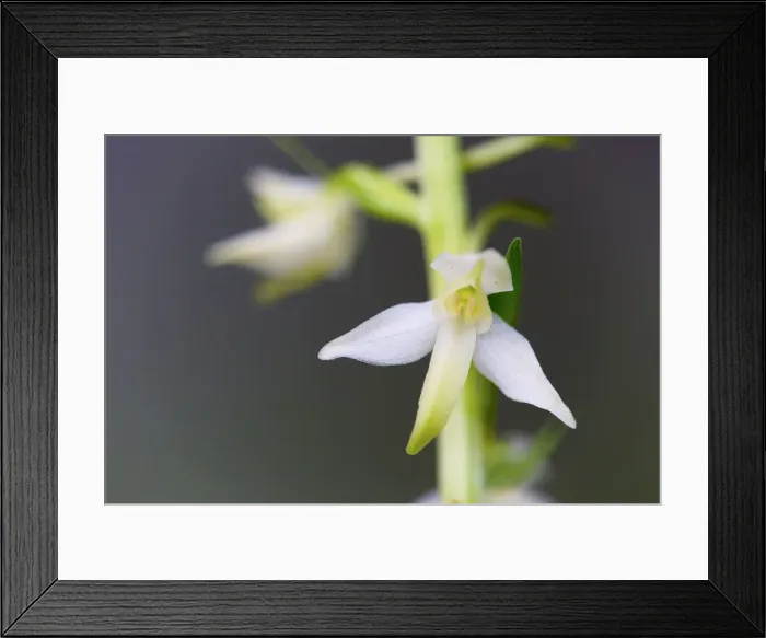 Framed Print : Picture No. 10893049 Framed Print : Picture No. 10893049