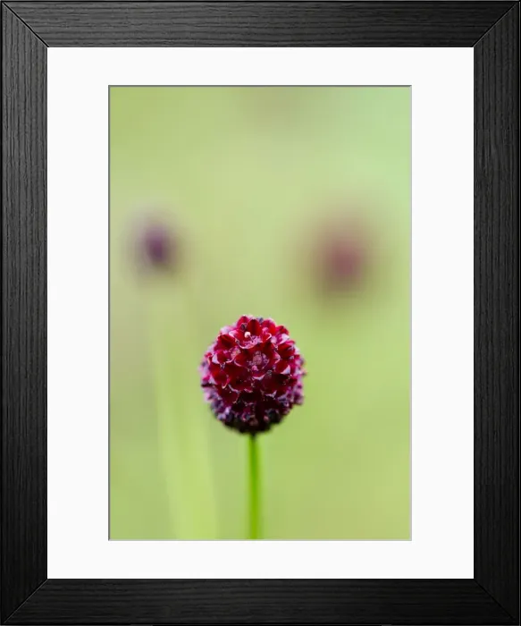 Framed Print : Picture No. 10893045 Framed Print : Picture No. 10893045