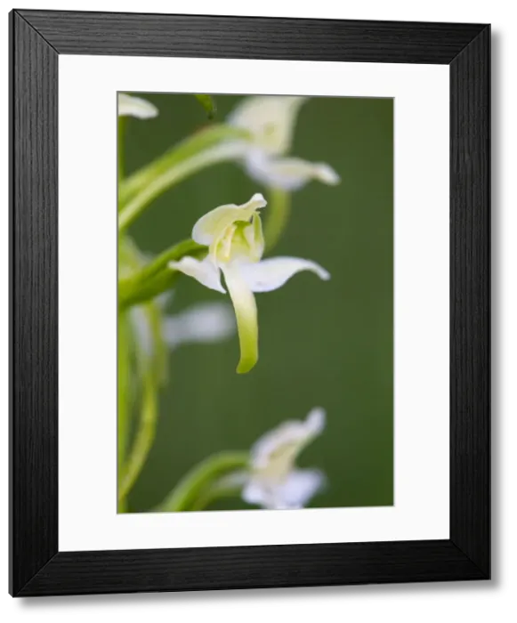 Framed Print : Picture No. 10893052 Framed Print : Picture No. 10893052