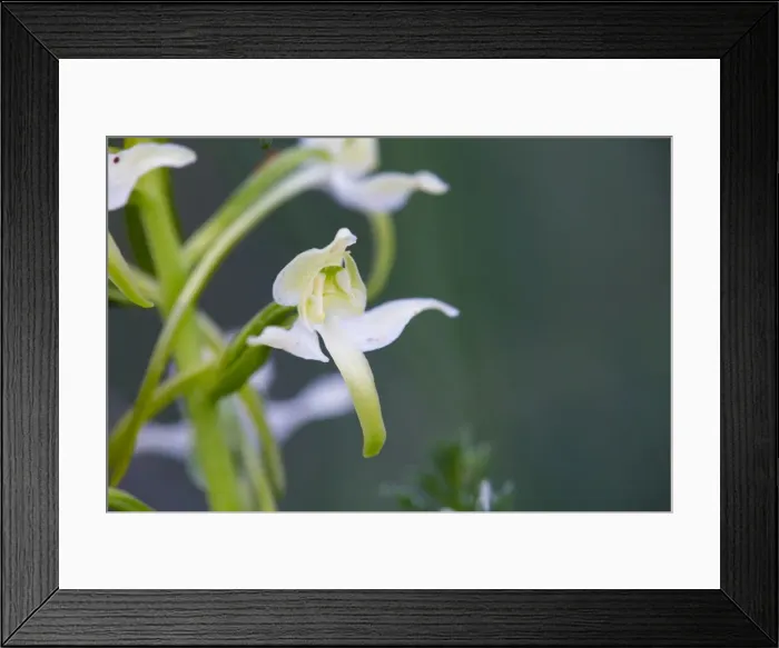 Framed Print : Picture No. 10893051 Framed Print : Picture No. 10893051