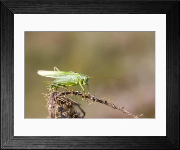 Framed Print : Picture No. 10893046