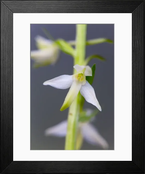 Framed Print : Picture No. 10893048 Framed Print : Picture No. 10893048