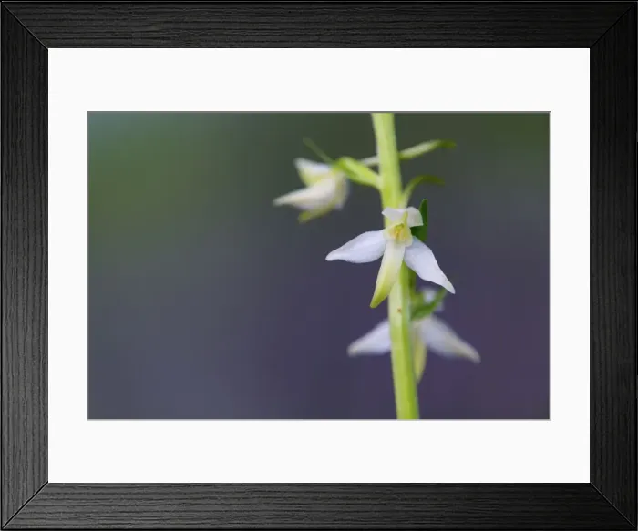 Framed Print : Picture No. 10893050 Framed Print : Picture No. 10893050