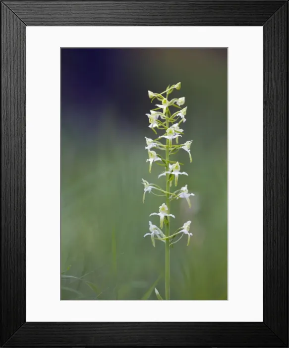 Framed Print : Picture No. 10893053 Framed Print : Picture No. 10893053