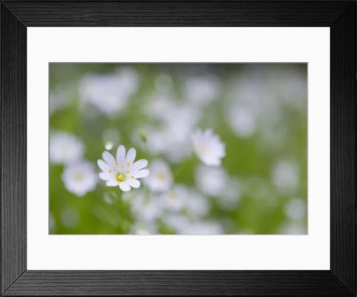 Framed Print : Picture No. 10893055 Framed Print : Picture No. 10893055