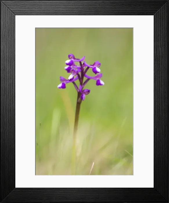 Framed Print : Picture No. 10893058 Framed Print : Picture No. 10893058