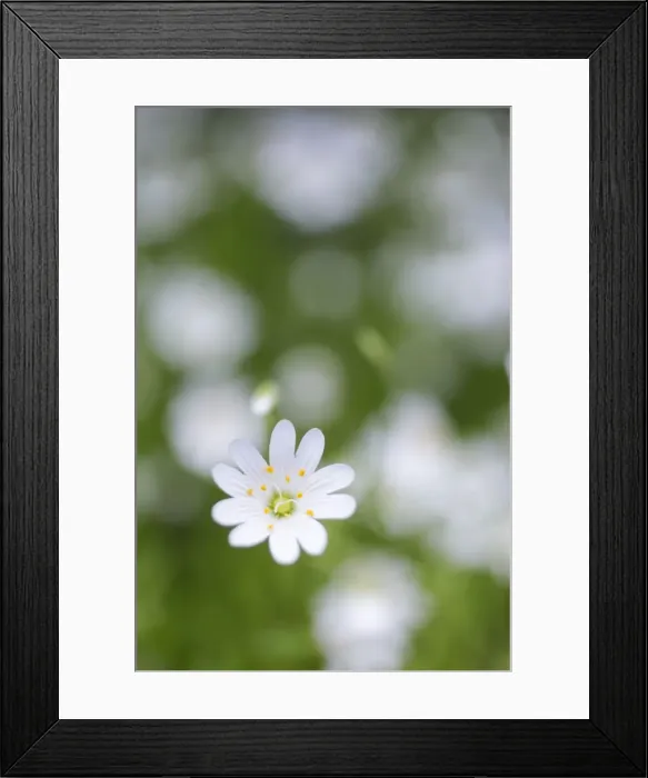 Framed Print : Picture No. 10893056 Framed Print : Picture No. 10893056