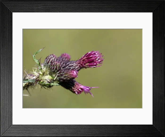 Framed Print : Picture No. 10893054