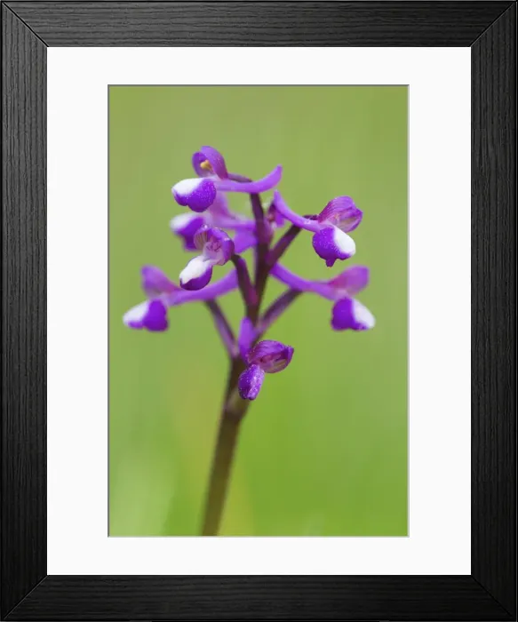 Framed Print : Picture No. 10893059 Framed Print : Picture No. 10893059