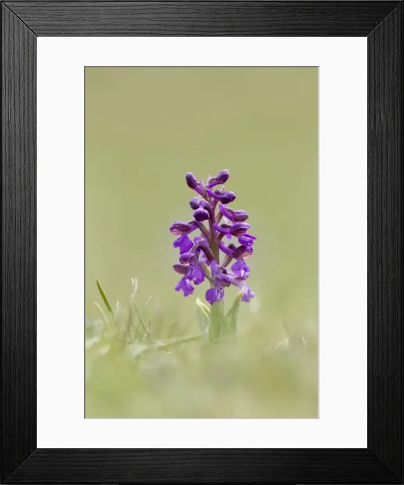 Framed Print : Picture No. 10893057 Framed Print : Picture No. 10893057