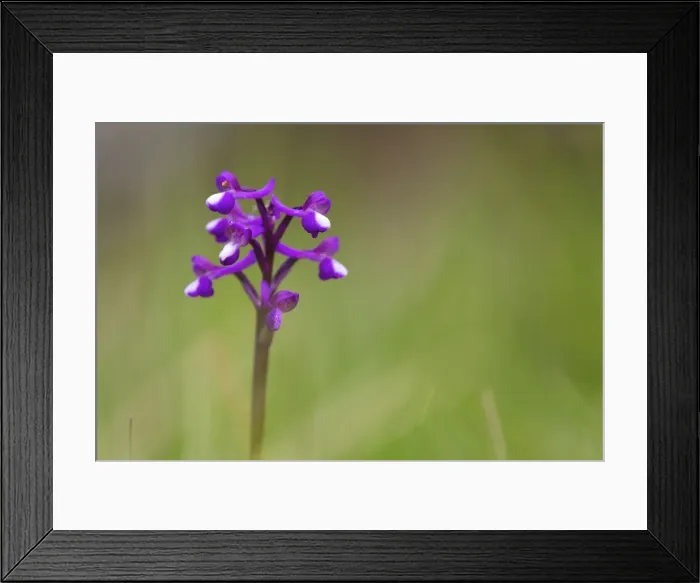 Framed Print : Picture No. 10893060 Framed Print : Picture No. 10893060