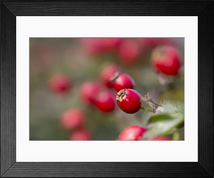 Framed Print : Picture No. 10893064