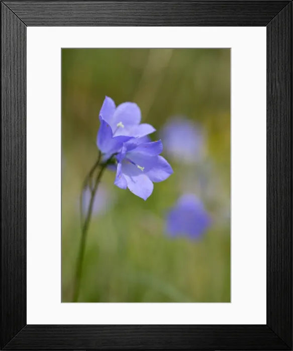 Framed Print : Picture No. 10893062 Framed Print : Picture No. 10893062
