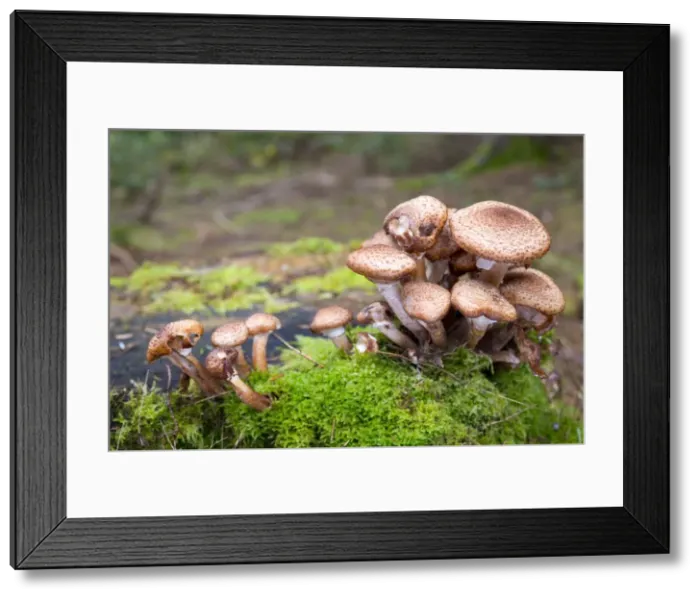 Framed Print : Picture No. 10893066 Framed Print : Picture No. 10893066