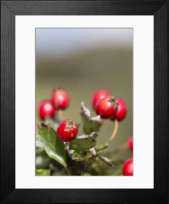 Framed Print : Picture No. 10893063