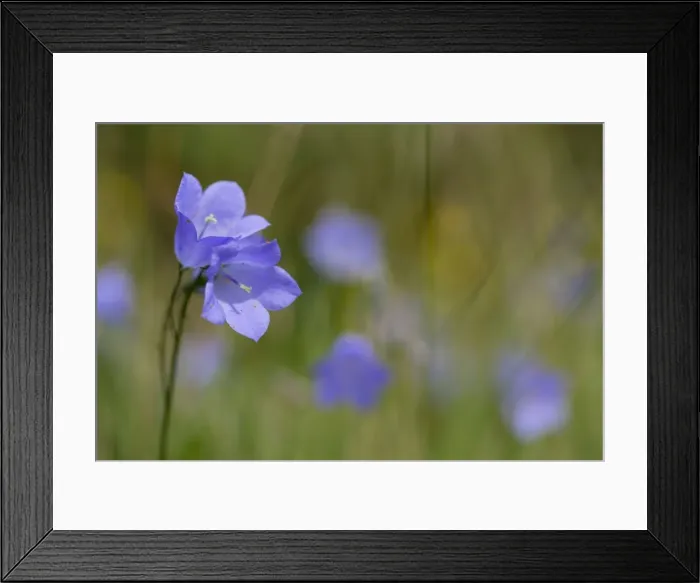 Framed Print : Picture No. 10893061 Framed Print : Picture No. 10893061