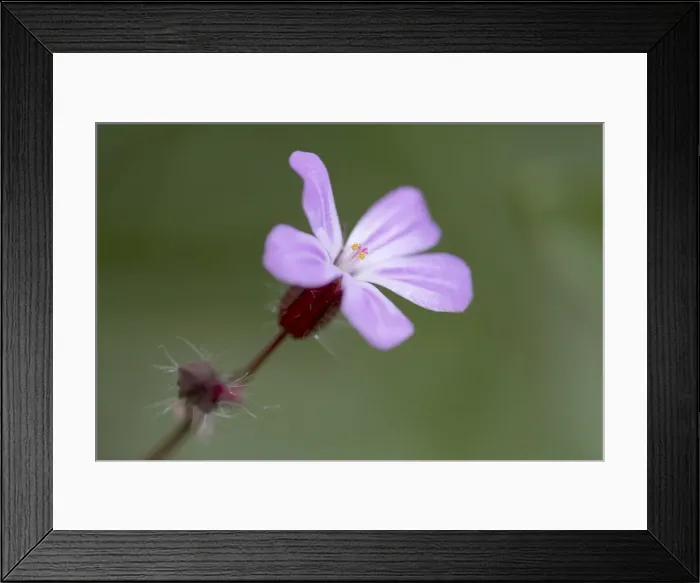 Framed Print : Picture No. 10893065 Framed Print : Picture No. 10893065
