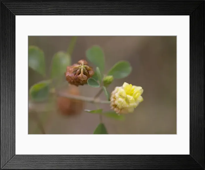 Framed Print : Picture No. 10893068