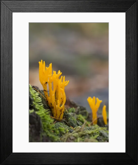 Framed Print : Picture No. 10893071 Framed Print : Picture No. 10893071