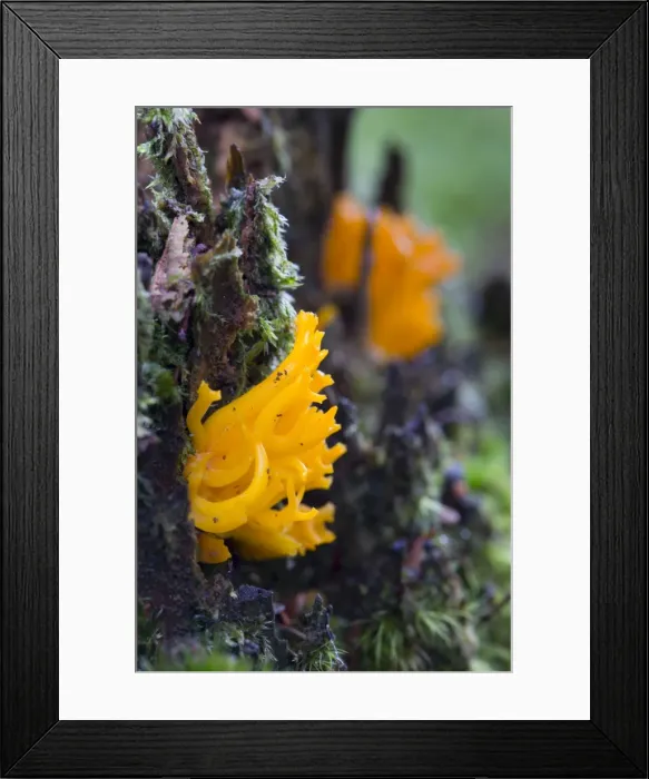 Framed Print : Picture No. 10893069 Framed Print : Picture No. 10893069