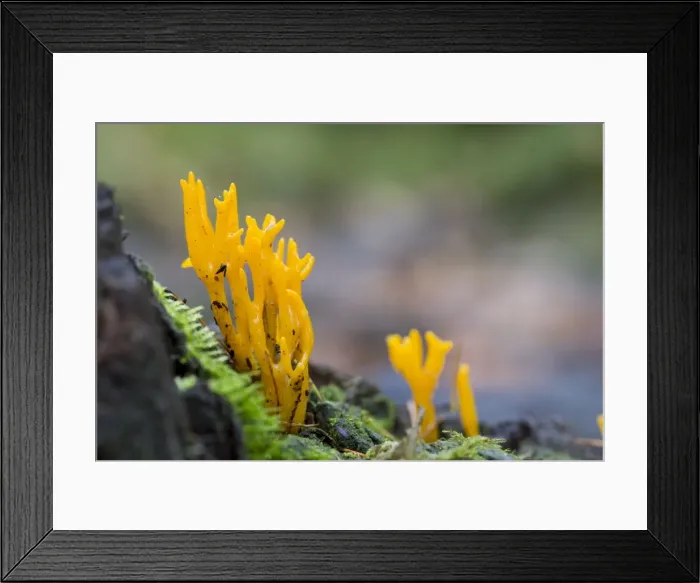 Framed Print : Picture No. 10893072