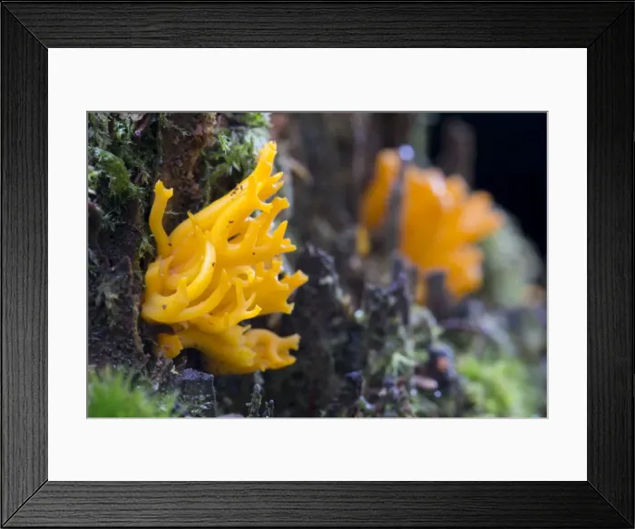 Framed Print : Picture No. 10893070 Framed Print : Picture No. 10893070