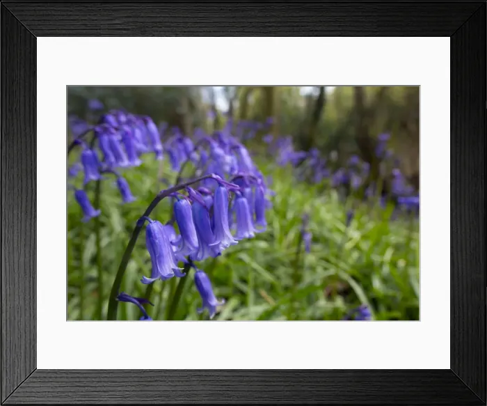 Framed Print : Picture No. 10893076 Framed Print : Picture No. 10893076