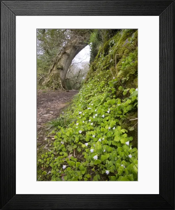 Framed Print : Picture No. 10893077 Framed Print : Picture No. 10893077