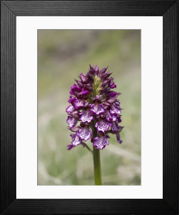 Framed Print : Picture No. 10893081 Framed Print : Picture No. 10893081