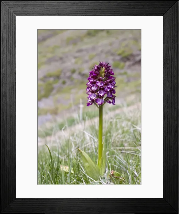 Framed Print : Picture No. 10893080