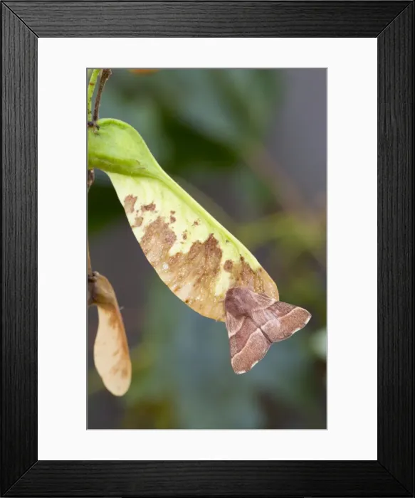Framed Print : Picture No. 10893078 Framed Print : Picture No. 10893078