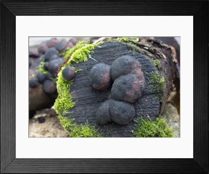 Framed Print : Picture No. 10893082 Framed Print : Picture No. 10893082