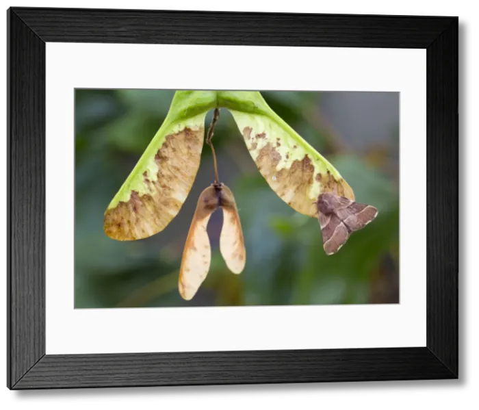 Framed Print : Picture No. 10893079 Framed Print : Picture No. 10893079