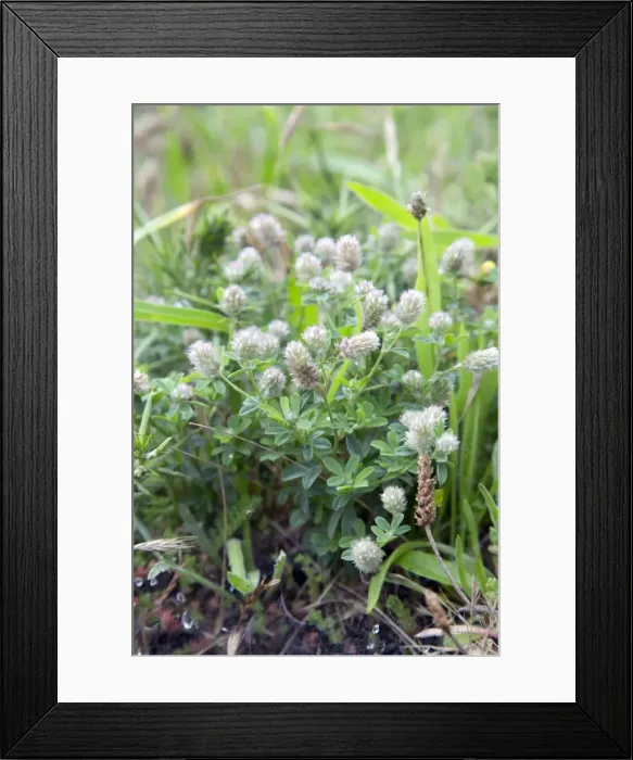 Framed Print : Picture No. 10893086 Framed Print : Picture No. 10893086