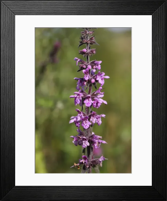 Framed Print : Picture No. 10893089 Framed Print : Picture No. 10893089