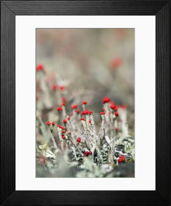 Framed Print : Picture No. 10893090 Framed Print : Picture No. 10893090