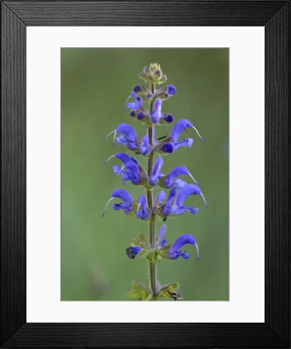 Framed Print : Picture No. 10893091 Framed Print : Picture No. 10893091