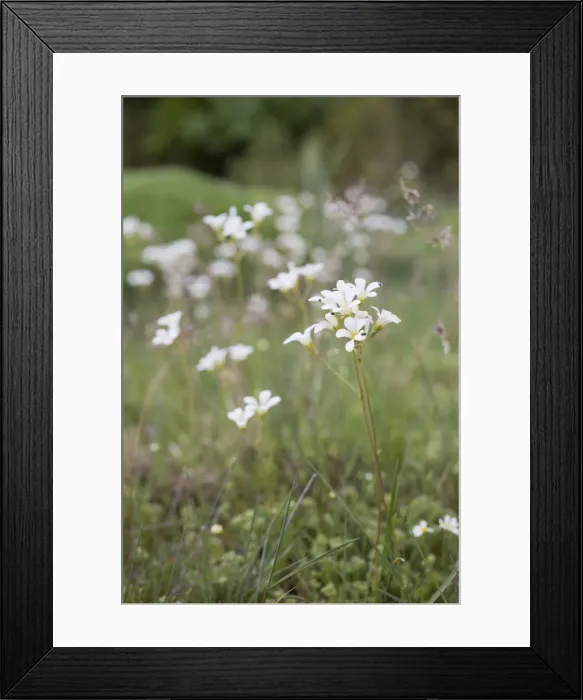 Framed Print : Picture No. 10893092 Framed Print : Picture No. 10893092