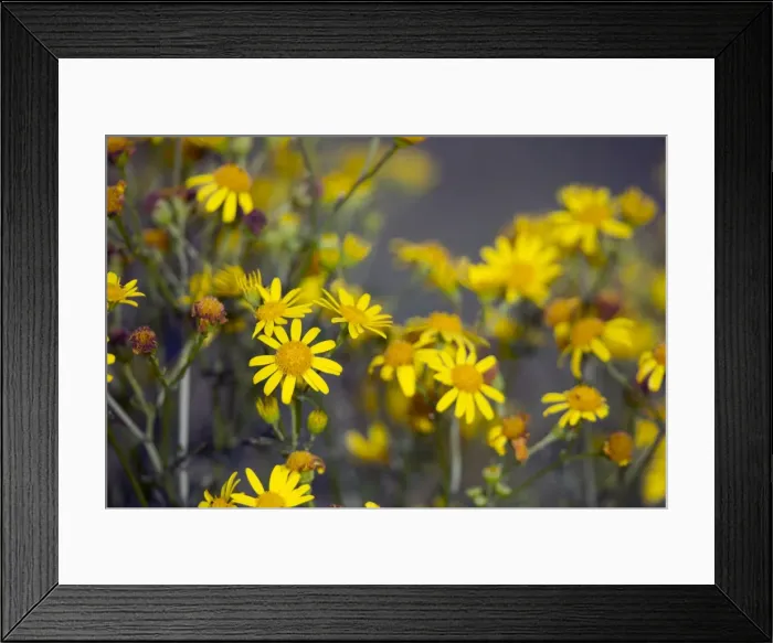 Framed Print : Picture No. 10893088 Framed Print : Picture No. 10893088