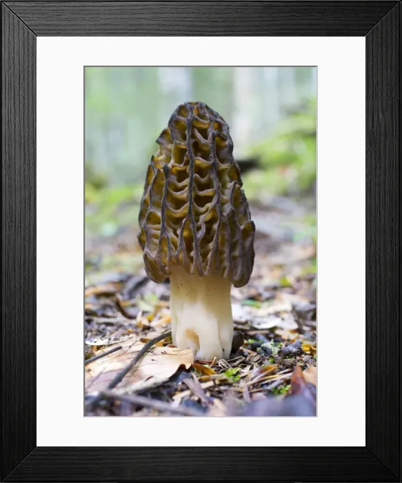 Framed Print : Picture No. 10893093 Framed Print : Picture No. 10893093
