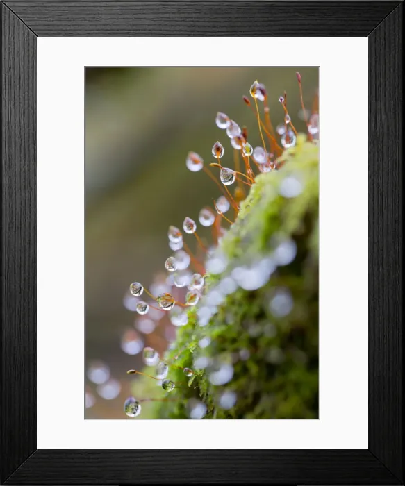 Framed Print : Picture No. 10893094 Framed Print : Picture No. 10893094