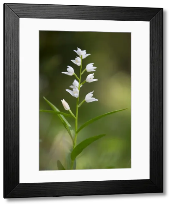 Framed Print : Picture No. 10893097