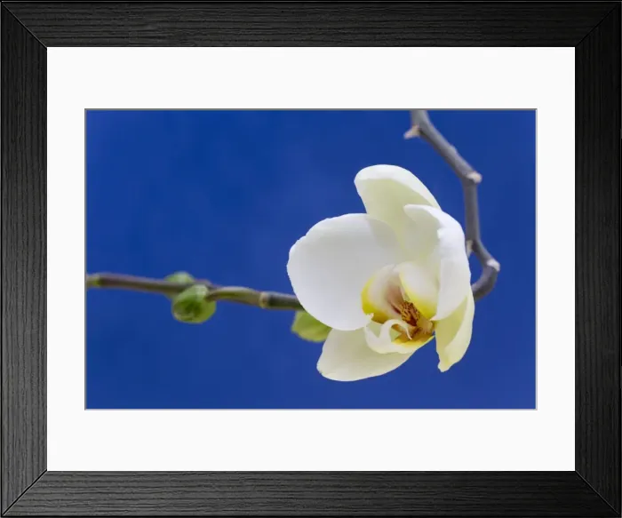 Framed Print : Picture No. 10893100 Framed Print : Picture No. 10893100