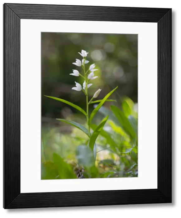 Framed Print : Picture No. 10893096 Framed Print : Picture No. 10893096