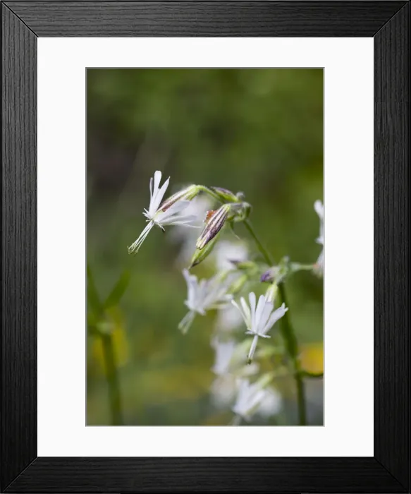 Framed Print : Picture No. 10893099 Framed Print : Picture No. 10893099