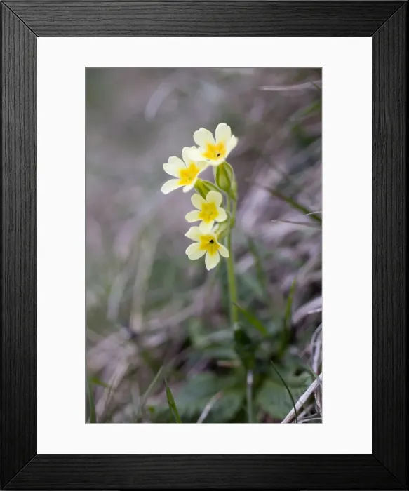 Framed Print : Picture No. 10893102